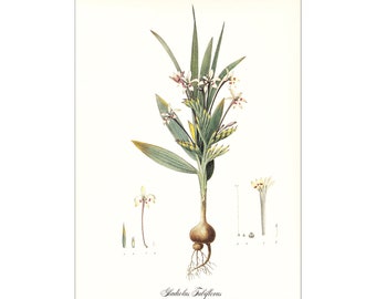 white Gladiolus tubiflorus flower botanical print vintage illustration Redouté gardening gift plant lover cottage decor 8.5 x 12 in