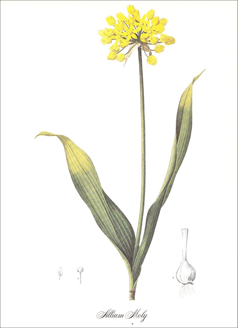 allium moly golden garlic lily leek vintage botanical print Pierre-Joseph Redouté garden gift for gardener cottage decor 8.5 x 12 inches image 2