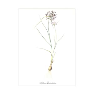 allium pale garlic Mediterranean onion vintage botanical print Pierre-Joseph Redouté gardening  gift for gardener cottage decor plant lover