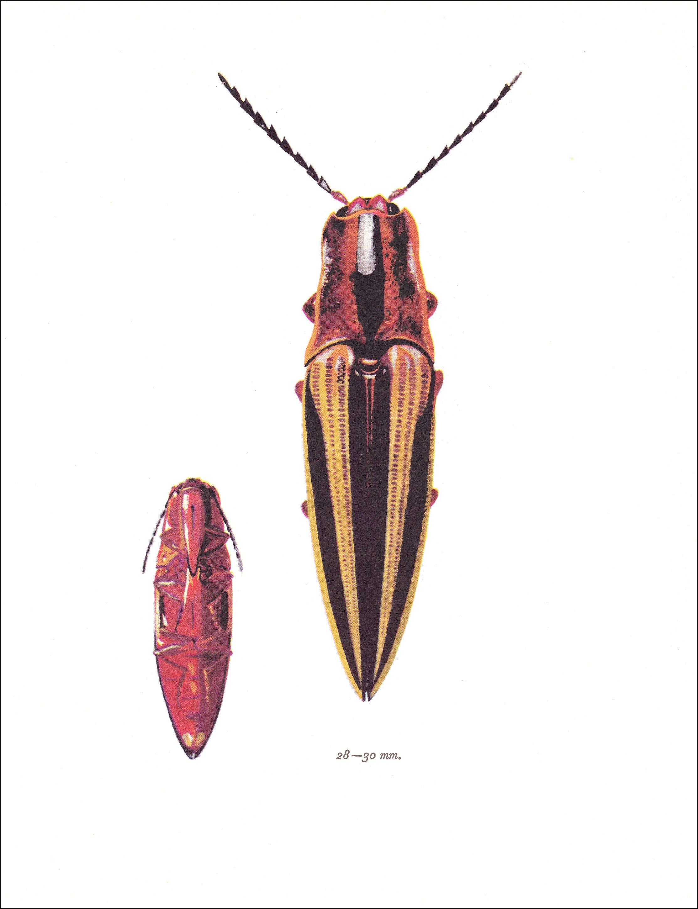 Maryland Biodiversity - View Thumbnails - Family: Elateridae - No Common  Name (\u003cem\u003eAthous cucullatus\u003c/em\u003e), image size:2226x2899