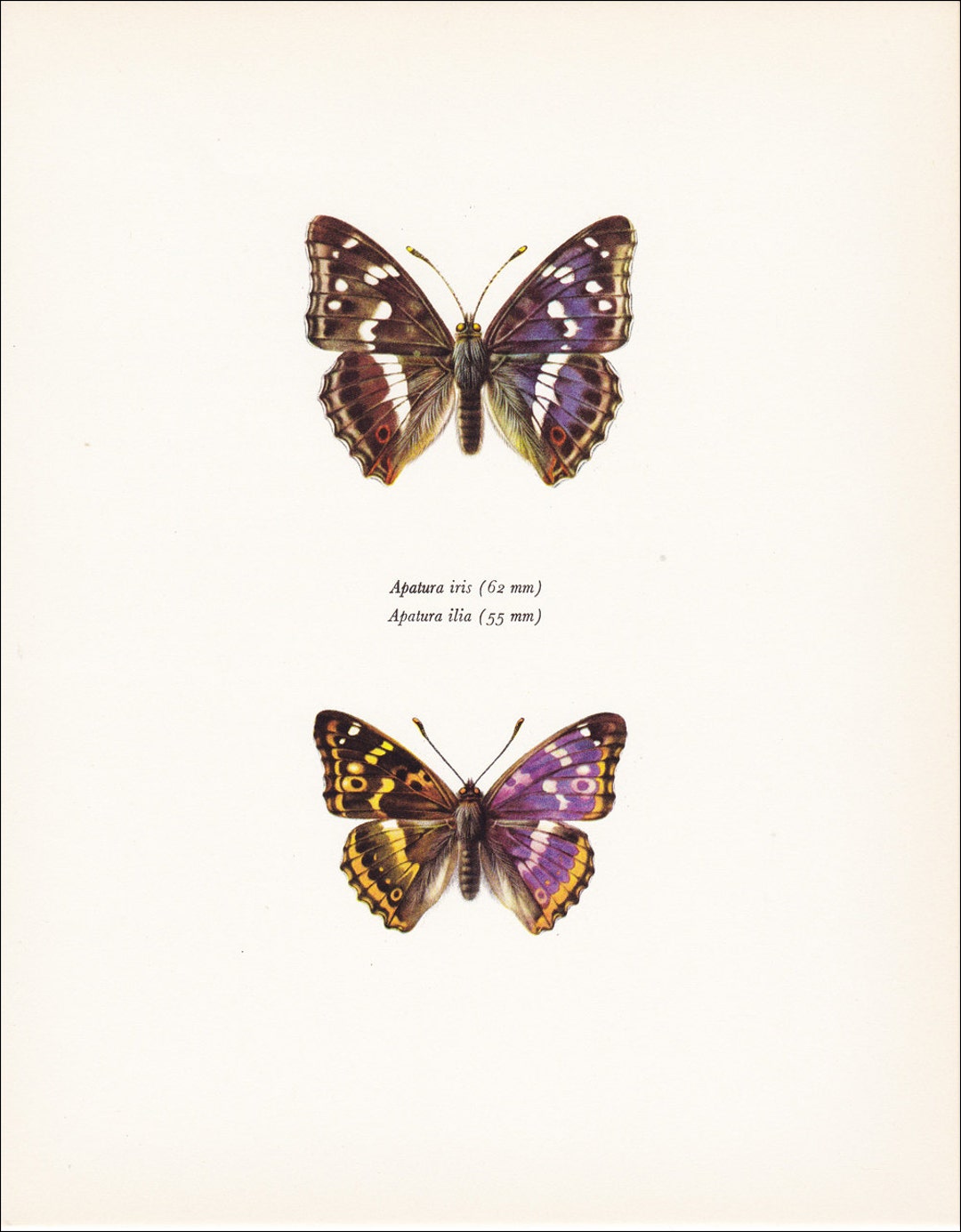 MIYABI × antique butterfly JINBO MIYABI (B. 1952), Banka