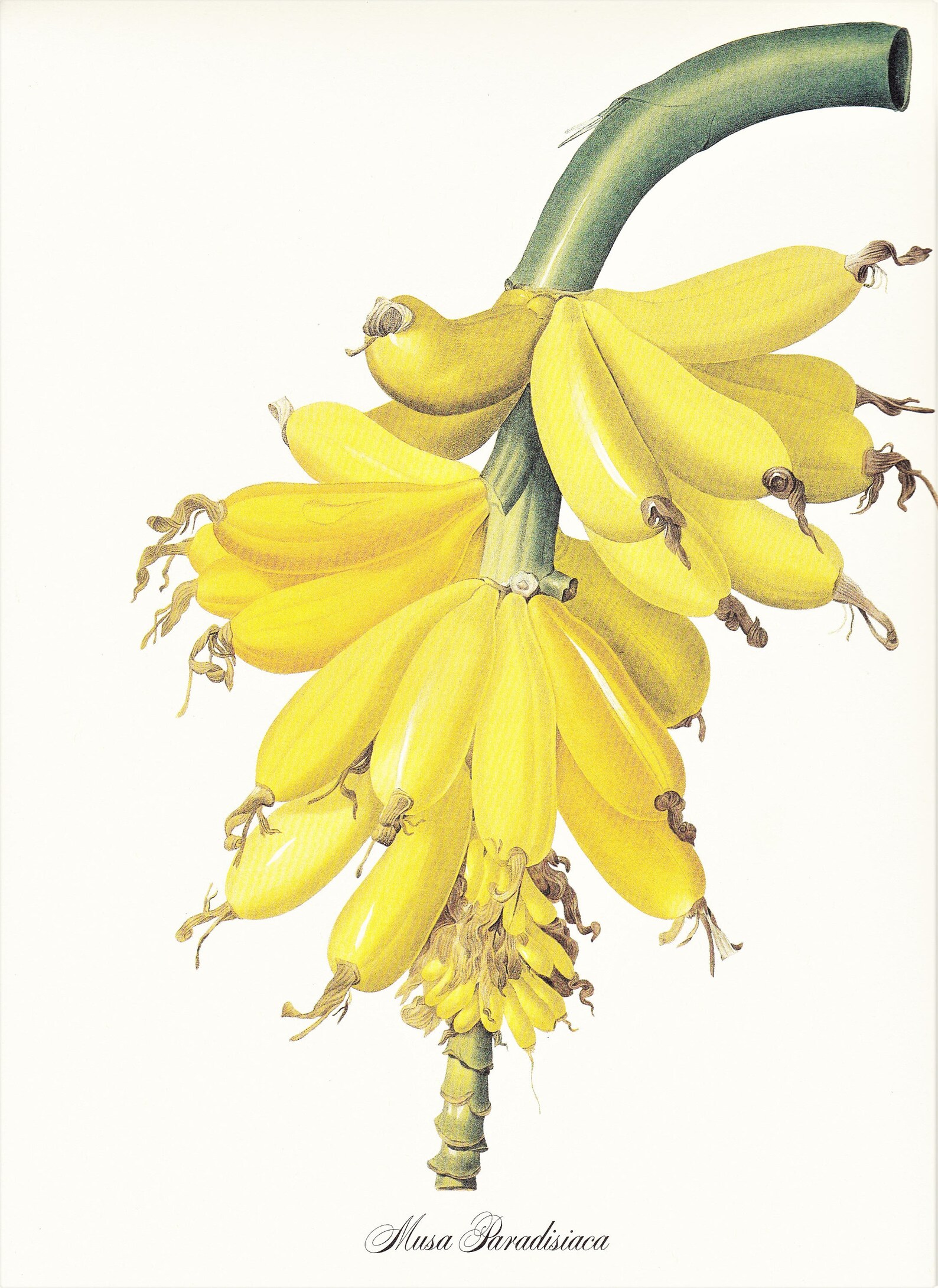 Tropical Banana Girl