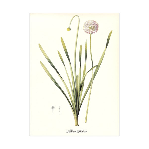 allium Siberian chives blue chives vintage botanical print Pierre-Joseph Redouté garden gift for gardener cottage decor 8.5 x 12 inches