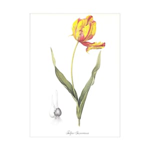 Tulip print vintage botanical print gardening gift spring garden by Pierre-Joseph Redouté red yellow flower illustration 8.5 x 12 inches