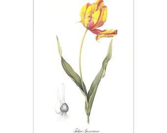 Tulip print vintage botanical print gardening gift spring garden by Pierre-Joseph Redouté red yellow flower illustration 8.5 x 12 inches