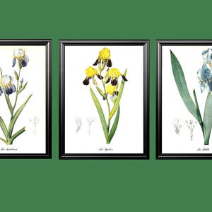 yellow red tulip spring bulb garden flower vintage botanical print by Pierre-Joseph Redouté 8.5 x 12 inches image 4