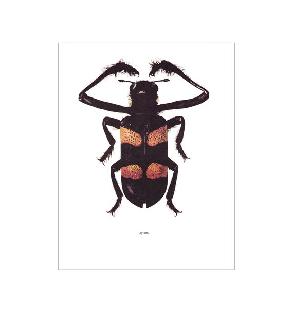 beetle insect bug vintage natural history art print Entomology gift home decor art Dieropsis quadriplagiata Cleridae 8x10 in