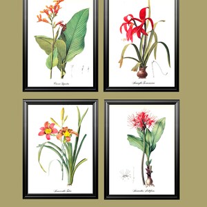 yellow red tulip spring bulb garden flower vintage botanical print by Pierre-Joseph Redouté 8.5 x 12 inches image 5