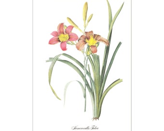 orange day-lily Hemerocallis fulva vintage botanical print Pierre-Joseph Redouté garden gift for gardener cottage decor 8.5 x 12 inches