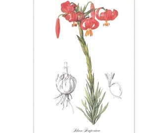 Red lily Lilium pomponium vintage botanical print Pierre-Joseph Redouté garden flower gift for gardener illustration 8.5 x 12 inches
