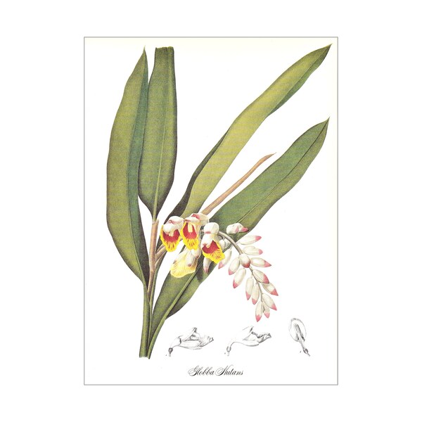 botanical print Pierre-Joseph Redouté yellow white pink green leaves vintage globba nutans  garden flower plant gift for gardener 8.5 x 12