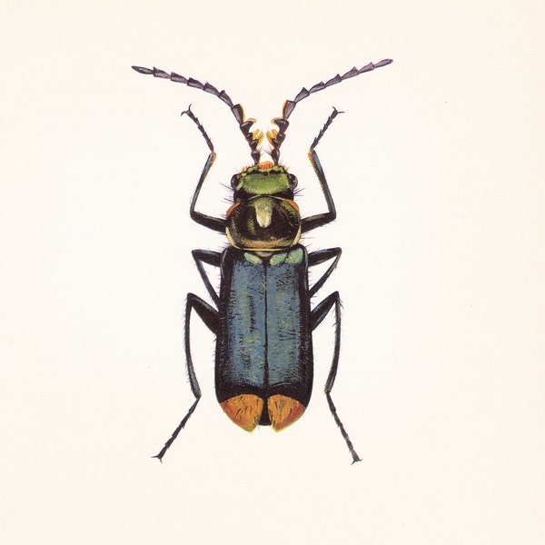 vintage beetle insect art print Malachius bipunctatus Entomology home decor 8x10 inches