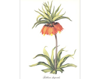 Vintage Flower Botanical Print Fritillaria Imperialis Kaiser's Crown by Pierre-Joseph Redouté orange flower illustration 8.5 x 12 inches