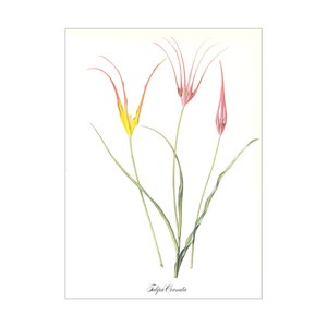 yellow red tulip spring bulb garden flower vintage botanical print by Pierre-Joseph Redouté 8.5 x 12 inches image 1