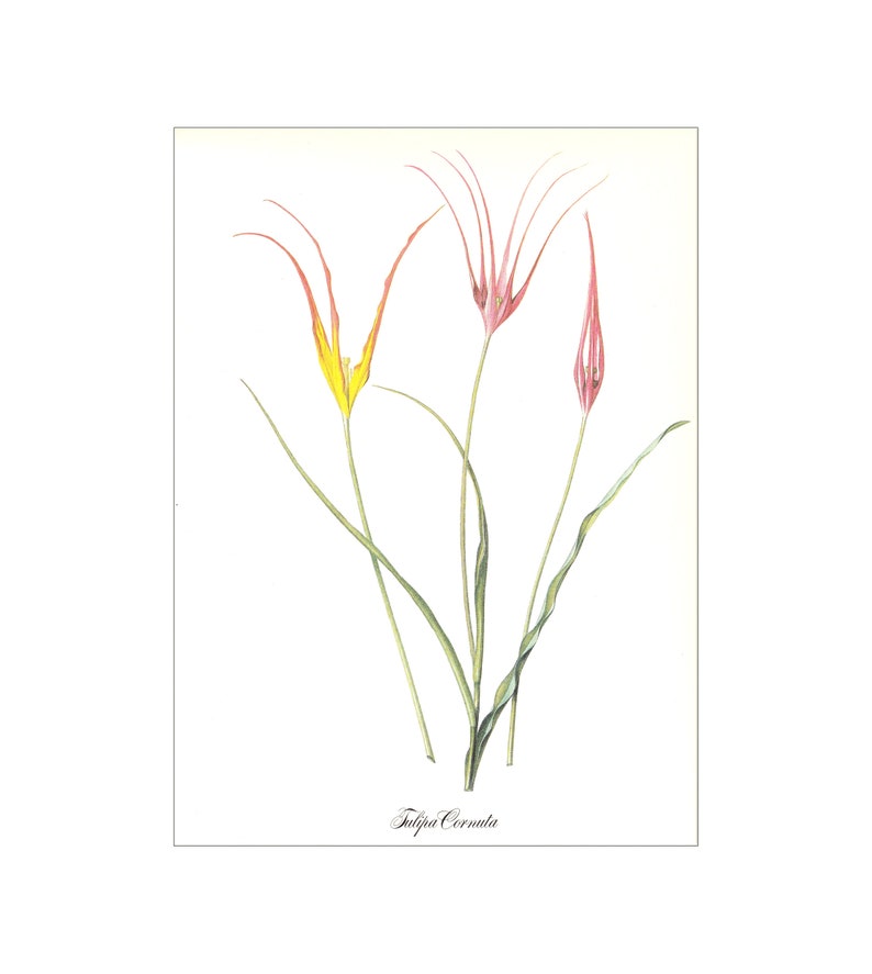 yellow red tulip spring bulb garden flower vintage botanical print by Pierre-Joseph Redouté 8.5 x 12 inches image 1