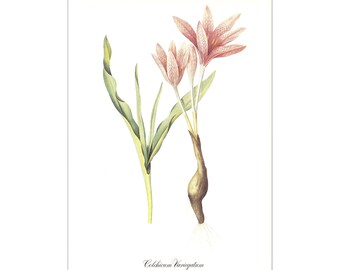 pink vintage Flower Botanical Print Colchicum variegatum by Pierre-Joseph Redouté flower illustration 8.5 x 12 inches