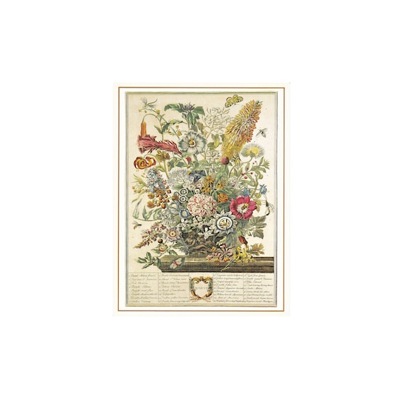 TRANSFER BOTANICAL ROSE 66 X 81 | VINTAGE PAINT