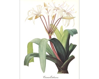 white Crinum erubescens South American Swamp Lily vintage botanical print Pierre-Joseph Redouté garden flower gift for gardener 8.5 x 12 in