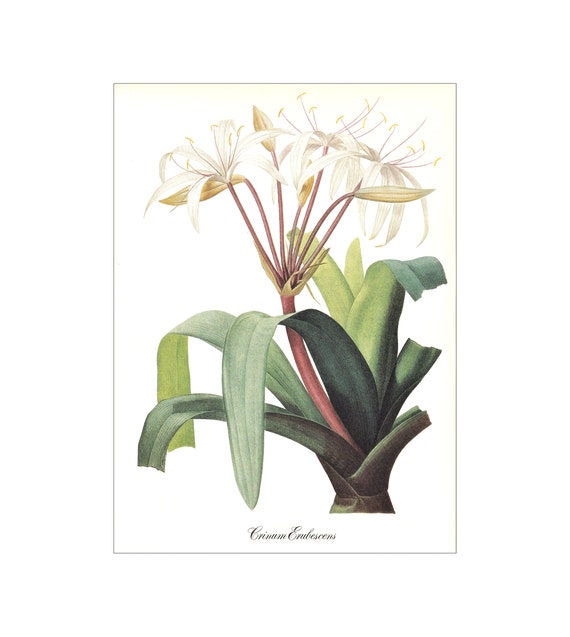 Blanco Crinum erubescens Lirio de pantano sudamericano - Etsy España