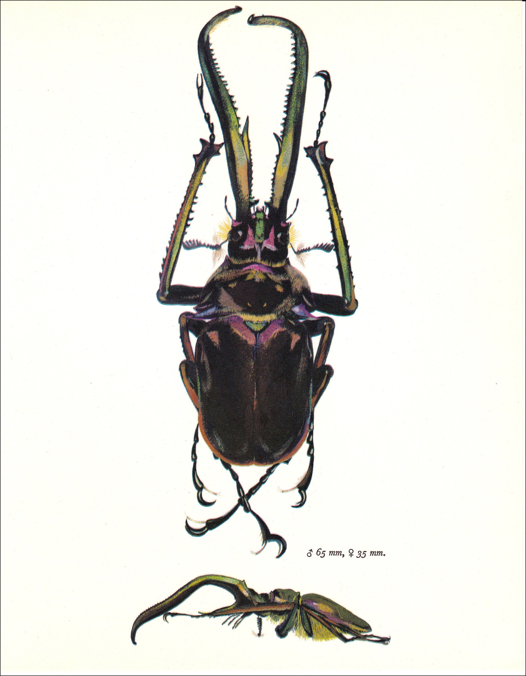 Lucanidae - Etsy Italia