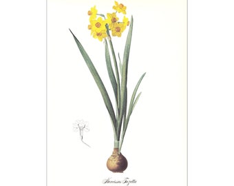 yellow Narcissus flower botanical print vintage illustration Pierre-Joseph Redouté gardening gift plant lover cottage decor  8.5 x 12 in