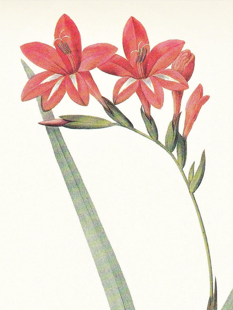 Red gladiolus cardinalis vintage botanical print Pierre-Joseph Redouté garden flower gift for gardener cottage decor 8.5 x 12 inches image 6