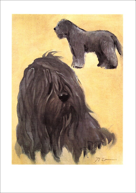 Bergamasco Shepherd Herding Dog Long Haired Breed Portrait Etsy