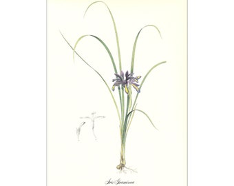violet Iris graminea botanical plant print vintage illustration by Redouté gift for gardener plant lover cottage decor  8.5 x 12 inches