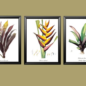 yellow red tulip spring bulb garden flower vintage botanical print by Pierre-Joseph Redouté 8.5 x 12 inches image 3