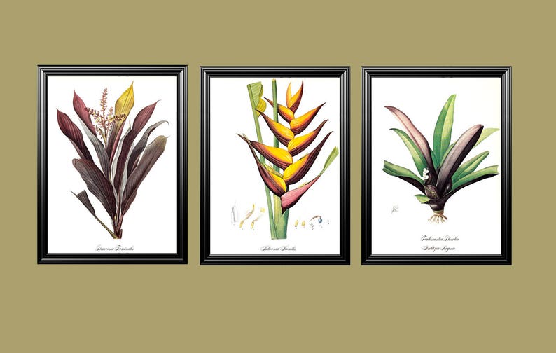yellow red tulip spring bulb garden flower vintage botanical print by Pierre-Joseph Redouté 8.5 x 12 inches image 3