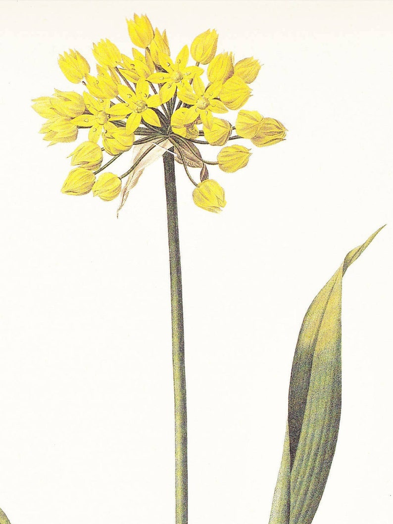 allium moly golden garlic lily leek vintage botanical print Pierre-Joseph Redouté garden gift for gardener cottage decor 8.5 x 12 inches image 6