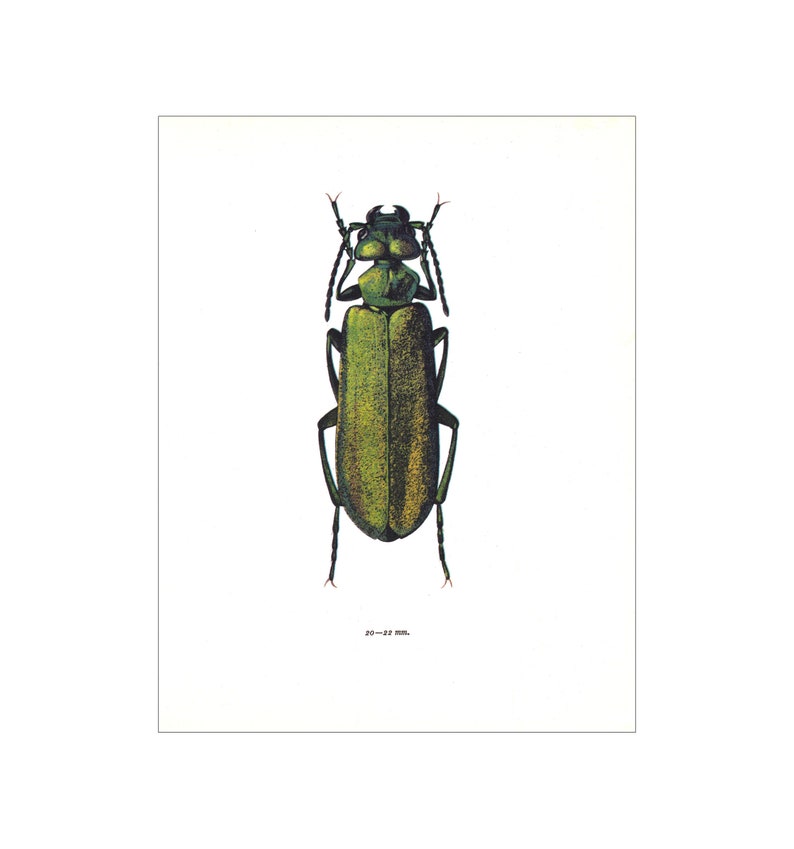 Spanish fly beetle vintage insect art print emerald green home decor Entomology gift Lytta vesicatoria nature lover present image 2