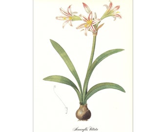 Amaryllis Vittata bulb plant vintage botanical print Pierre-Joseph Redouté flower gift for gardener cottage decor 8.5 x 12 inches