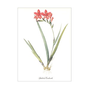 Red gladiolus cardinalis vintage botanical print Pierre-Joseph Redouté garden flower gift for gardener cottage decor 8.5 x 12 inches