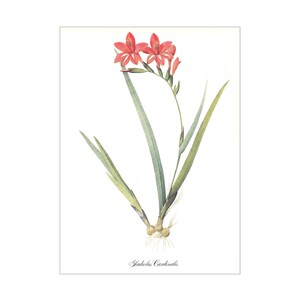 Gladíolo vermelho cardinalis impressão botânica vintage Pierre-Joseph Redouté flor de jardim presente para jardineiro amante de plantas decoração de casa de campo
