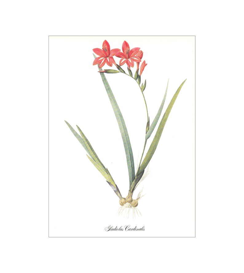 Red gladiolus cardinalis vintage botanical print Pierre-Joseph Redouté garden flower gift for gardener cottage decor 8.5 x 12 inches image 1