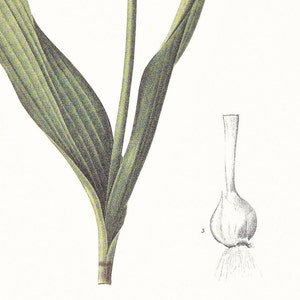 allium moly golden garlic lily leek vintage botanical print Pierre-Joseph Redouté garden gift for gardener cottage decor 8.5 x 12 inches image 7