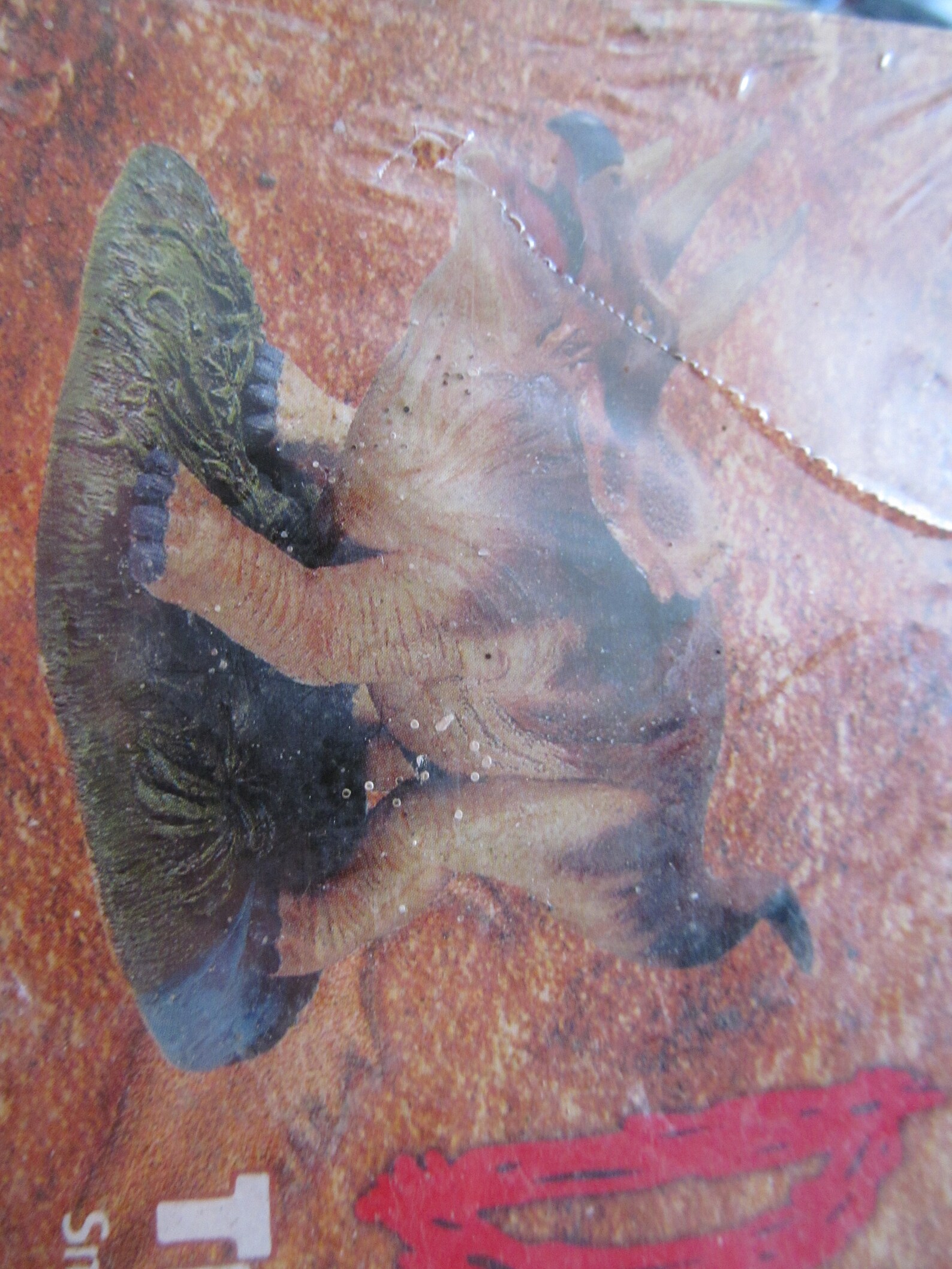 aurora triceratops