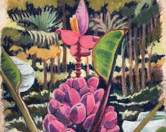 GONE BANANAS! print of original pastel drawing of amazing pink banana "Musa Velutina," at Kolekole beach park in the Big Island of Hawaii.