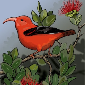 Impression d'oiseau hawaïen I'iwi - Édition limitée à la main et numérique