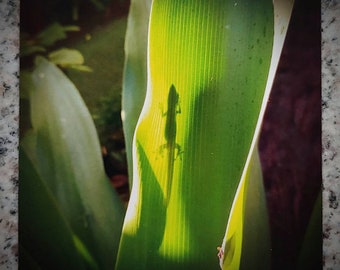 Refrigerator Magnet. Gecko in Hawaii. 2.9x3 inch. Flat Magnet. Gecko art. Hawaii inspired. Nature lovers. Gecko gifts. Gecko magnet. Gecko.