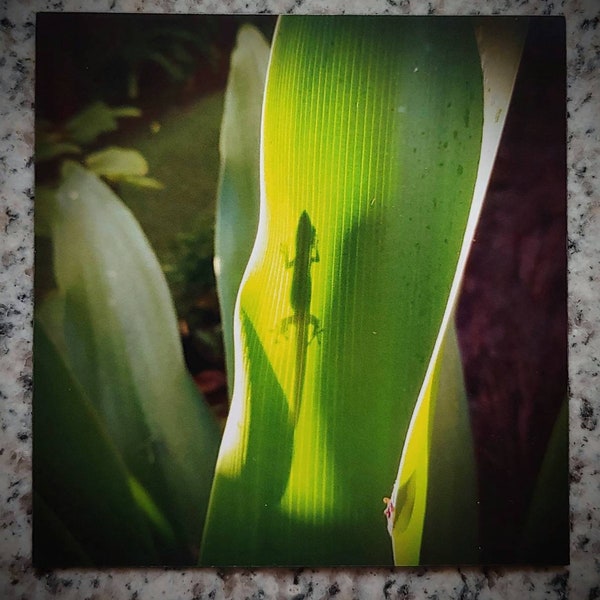 Refrigerator Magnet. Gecko in Hawaii. 2.9x3 inch. Flat Magnet. Gecko art. Hawaii inspired. Nature lovers. Gecko gifts. Gecko magnet. Gecko.