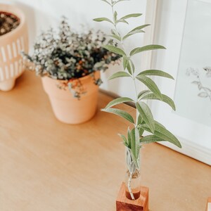 Cedar Propagation Stands Set of 3 / Bud Vases / Test Tube Holder / Glass Planter / Tube Planter / Gifts for Plant Lovers / Plant Birthday image 8