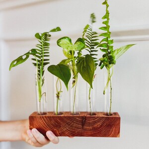 The MK / Live Edge Cedar/ Black Walnut Propagation Stand / Test Tube Vase / Wedding / Wooden Planter / Bud Vase / Gifts for Plant Lovers image 5