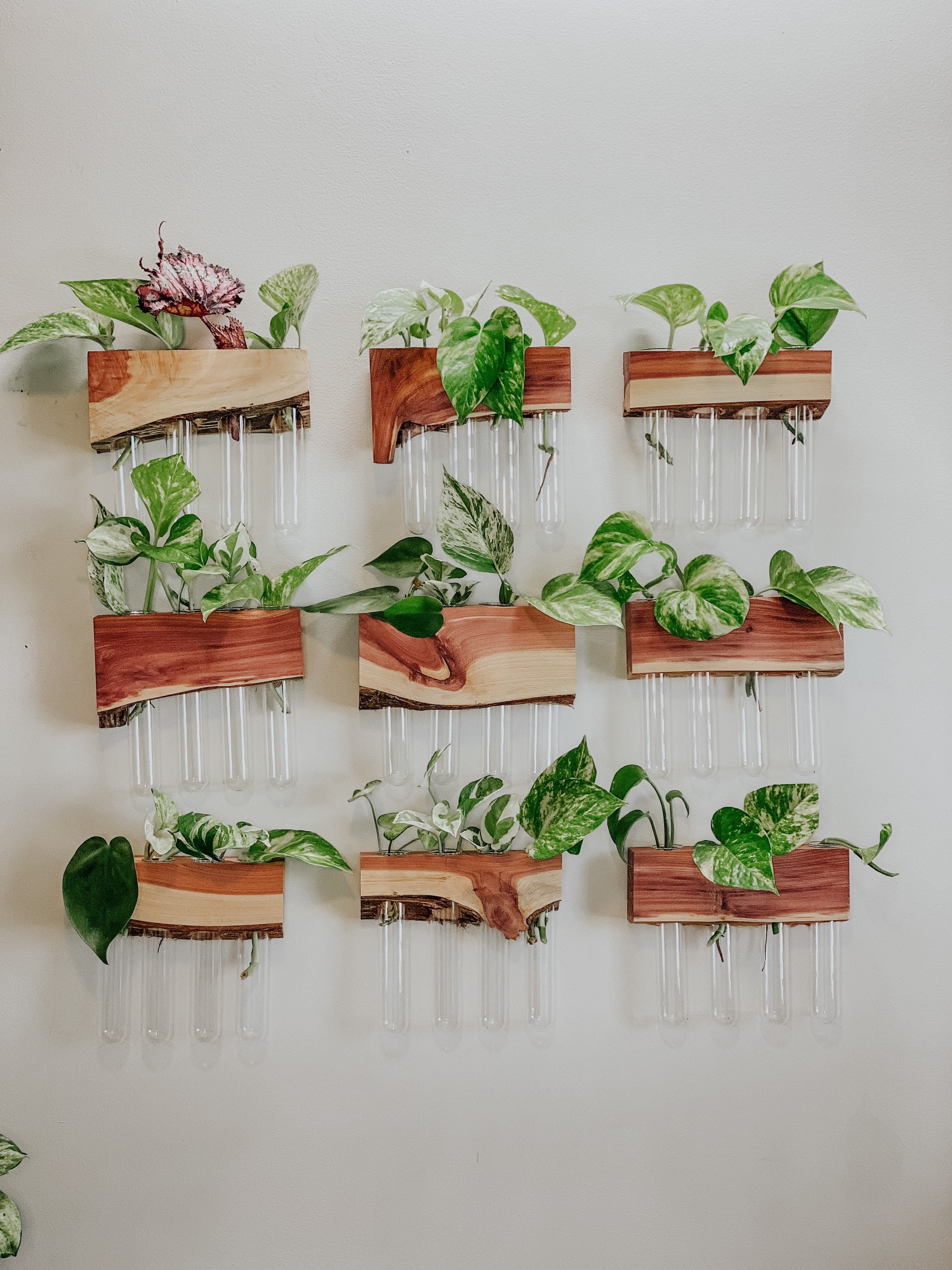How to Create a Plant Propagation Wall - Life Love Larson