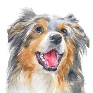 Aquarel paneel Australische herdershond | Bedrukte stof | Natuurlijk Panama | Quiltkatoen