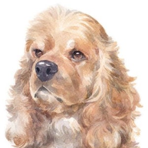 Puede incluir: Pintura acuarela de un perro American Cocker Spaniel marrón y blanco con orejas largas y colgantes. El perro está mirando hacia la izquierda de la imagen.
