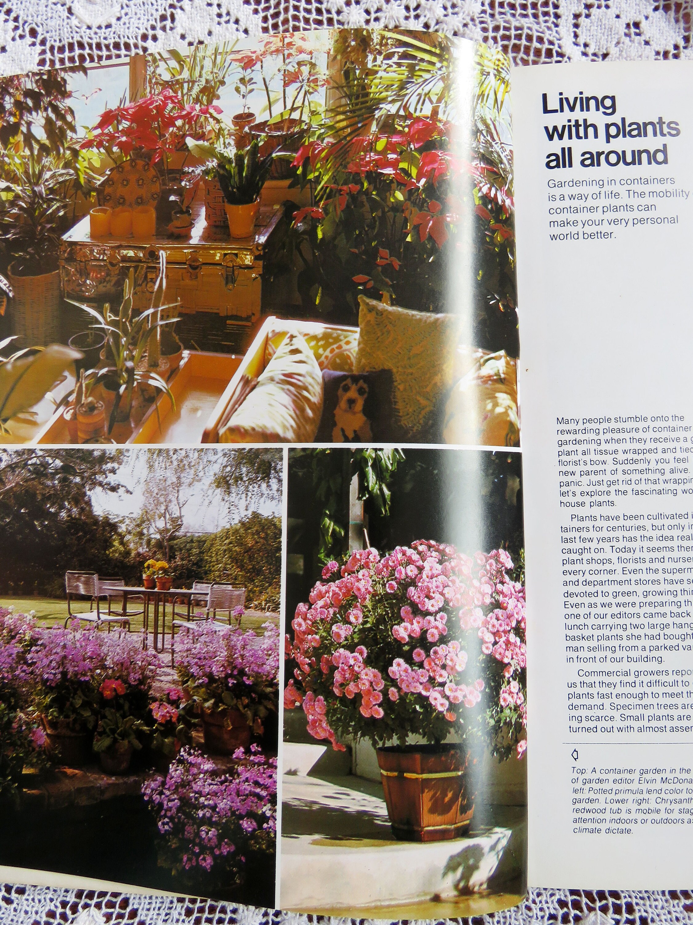 Vintage 1970's House Plants Indoors / Outdoors from Ortho Etsy