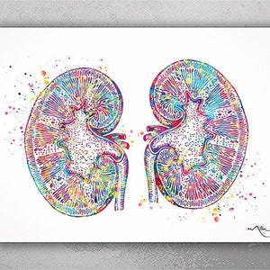 Kidneys Watercolor Print Human Organs Gastrointestinal Nephrology Clinic Decor Art Graduaiton Gift Urinary Medical Art Doctor Art Gift-1032