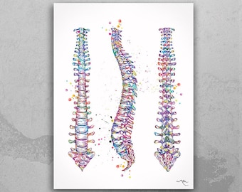 Spine Watercolor Anatomy Print, Medical Art-1013